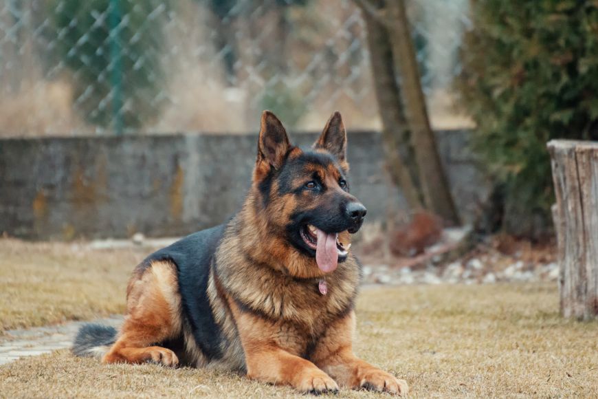 Hond